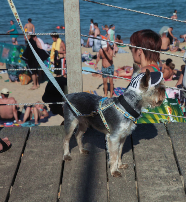 vacances en camping bord de mer avec votre chien